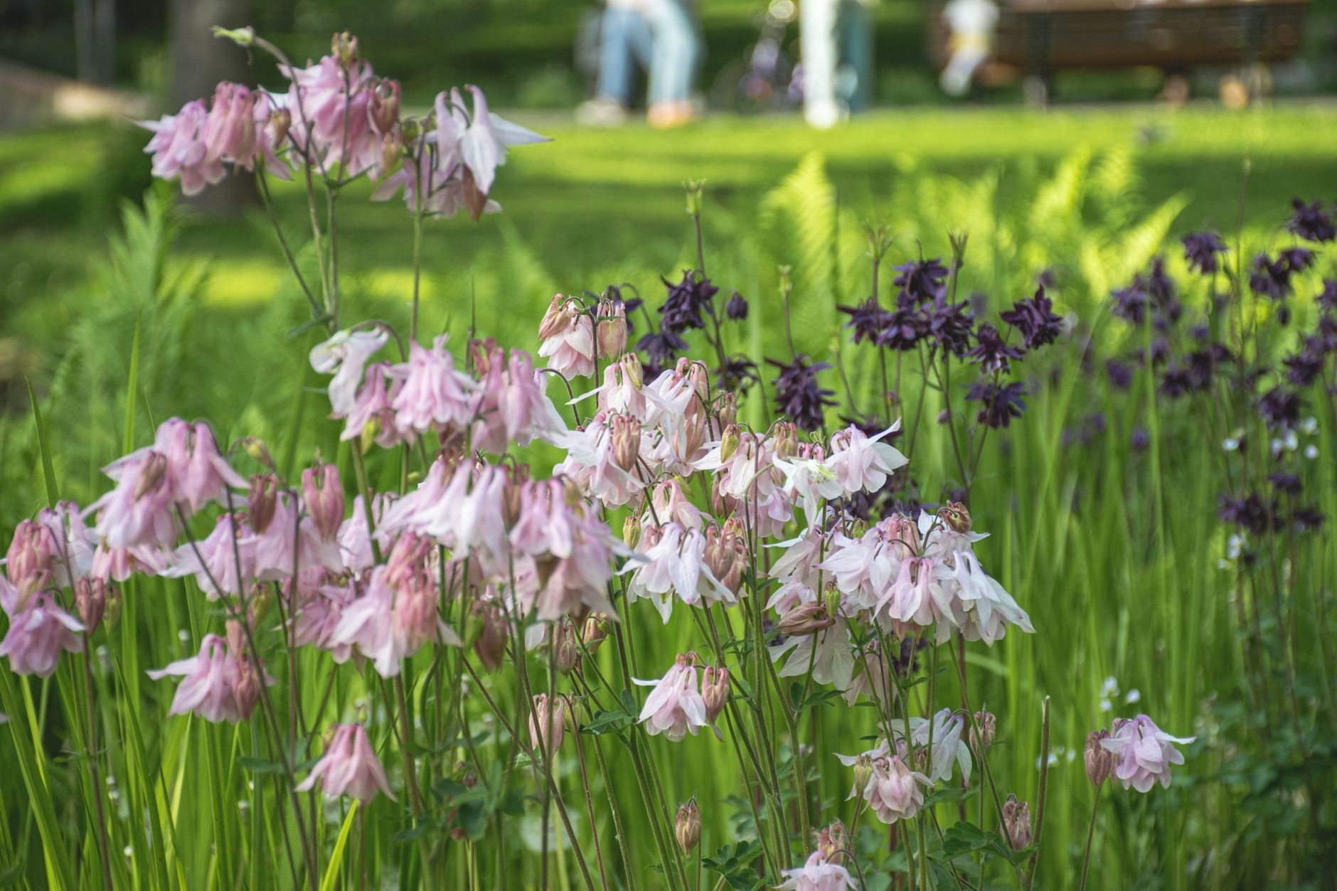 Pink and purple columbine flowers blossoming in a lush spring garden.
